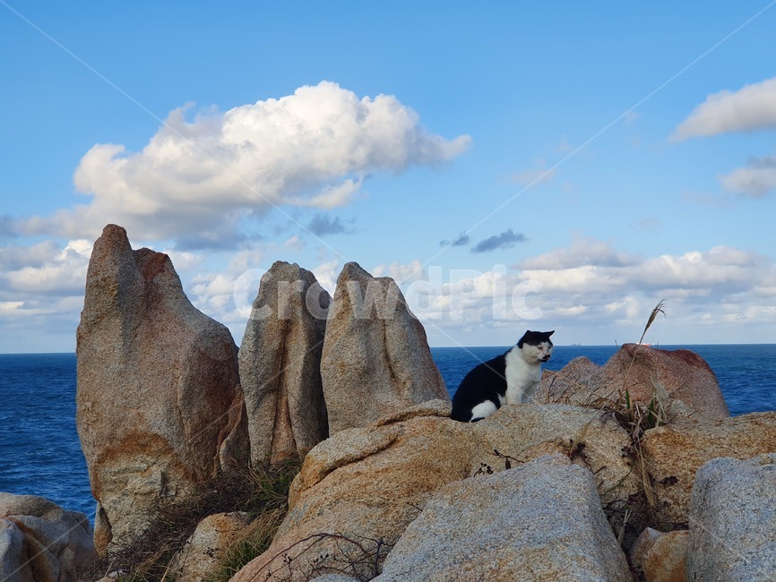 자연,대왕암,울산,고양이,nature,cat