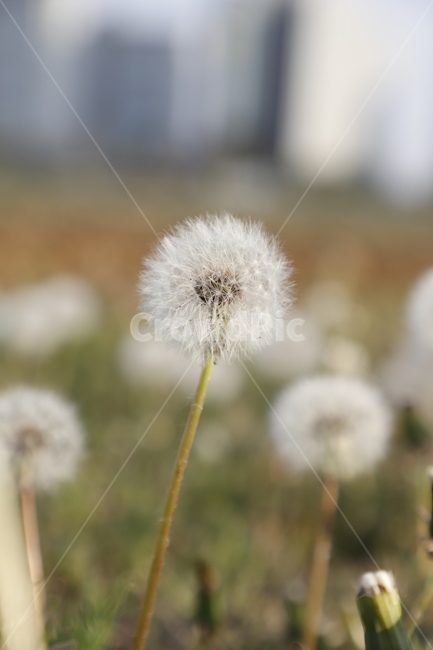 꽃,민들레,풀,흰색,초록색