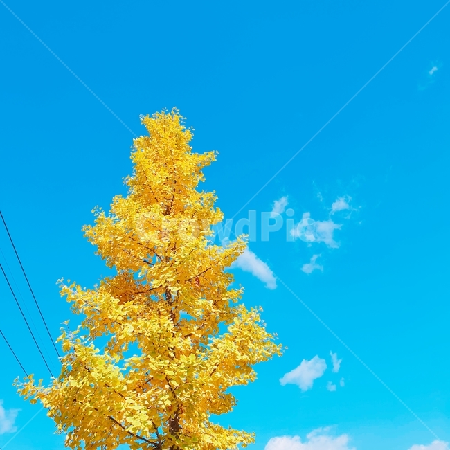 은행나무,가을하늘,가로수,가을,천고마비,가을,계절,fall,autumn,season,식물,자연,plants,nature,나무,trees,wood
