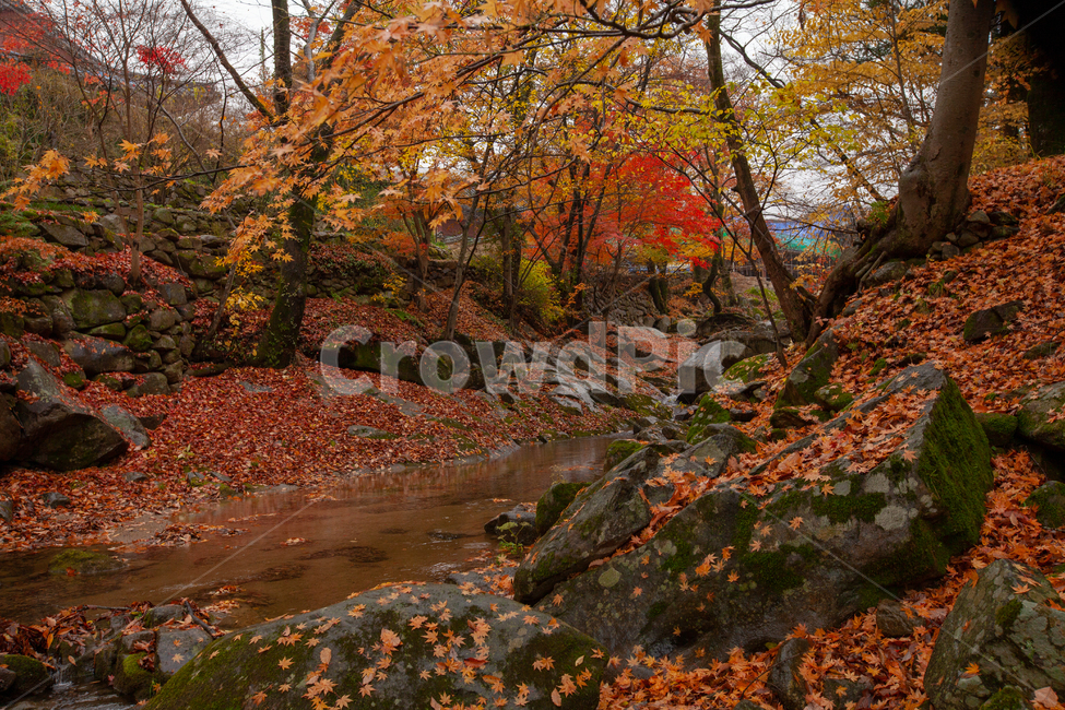 가을,단풍,풍경,노란색,빨간색,자연,단풍풍경,가을,계절,fall,autumn,season,leaf,잎,plant,식물,tree,나무,maple