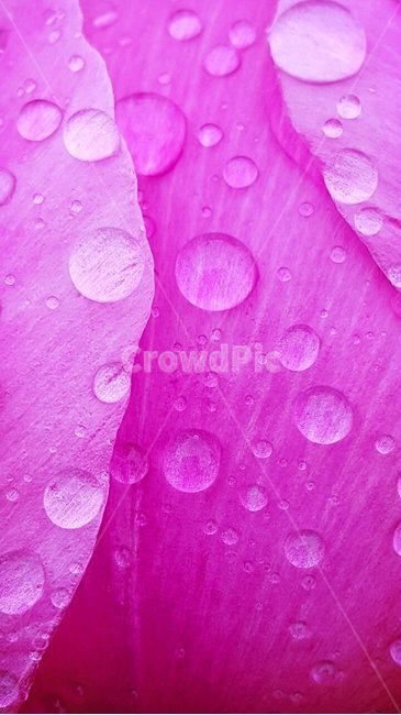 감성,물방울,분홍색,접사,자연,식물,자연,plants,nature,꽃,flower
