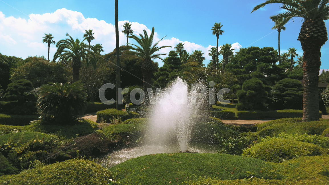 제주도,일출랜드,자연,분수,정원,나무,야자수,자연,풍경,nature,landscape,plant,식물,grass,잔디,water,물