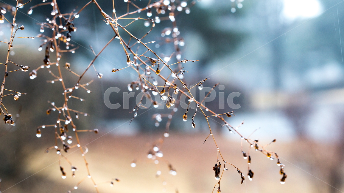 물방울,나무,비,물,빗물,식물,자연,plants,nature,비,비오는날,rain,rainy