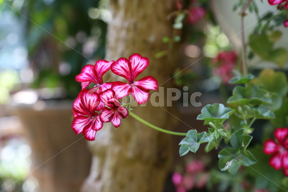 꽃,제라늄,여름,flower,싱그러움,식물,자연,plants,nature,꽃,flower