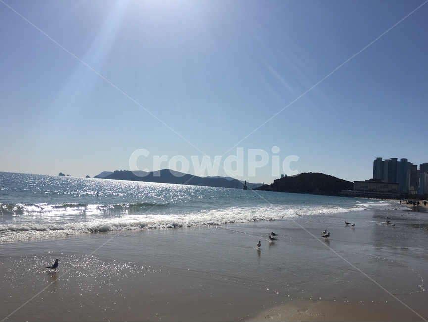 해운대,바다,하늘,갈매기,여름,햇빛
