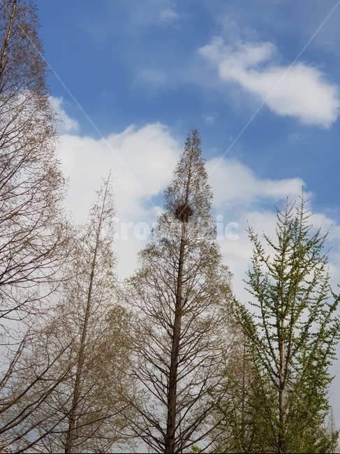 나무,하늘,구름,쭉곧은나무,나무위새집,가로수,식물,자연,plants,nature,나무,trees,wood