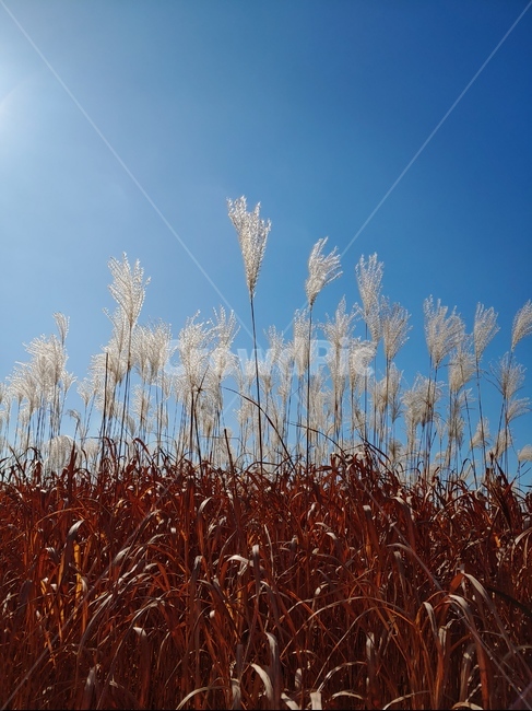 갈대,하늘,햇빛,갈대잎,reed,autumn,푸른하늘,자연,공원,옥외,outdoors,푸른하늘,가을,계절,fall,autumn,season,grass,잔디,plant,식물,lawn