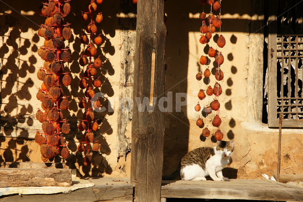 곶감,고양이,농촌,풍경,홍시,시골,마을,풍경,landscape,country,rural,town,동물,animal,포유류,mammal,고양이,cat,kitten,kitty,음식,식재료,요리,food,cook,meal,dishes,food reserves,과일,열매,fruit