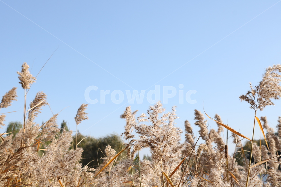 갈대,sky,가을하늘,풍경,가을,자연,푸른,가을,계절,fall,autumn,season,grass,잔디,plant,식물,lawn,reed