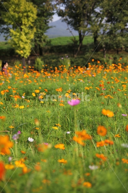 꽃밭,아름다움,분홍,노랑,하나,가을,계절,fall,autumn,season,자연,풍경,nature,landscape,식물,plants,꽃,flower,grassland,목초지,outdoors,옥외,field,들,farm,농장,rural,농촌,meadow