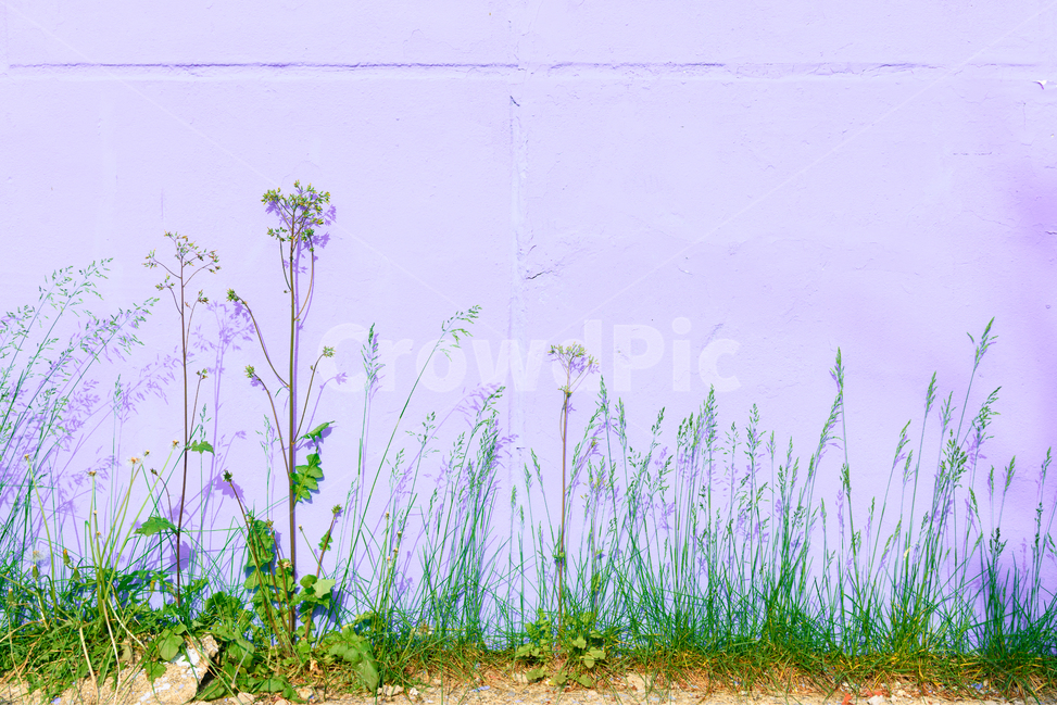 식물,풀,벽,배경,자연,nature,grass,wall,배경화면,배경사진,들풀,담벼락,wallpaper,background,식물,자연,plants,nature,꽃,flower,색깔,색상,색채,색감,color sense,color sensitivity,feeling of color
