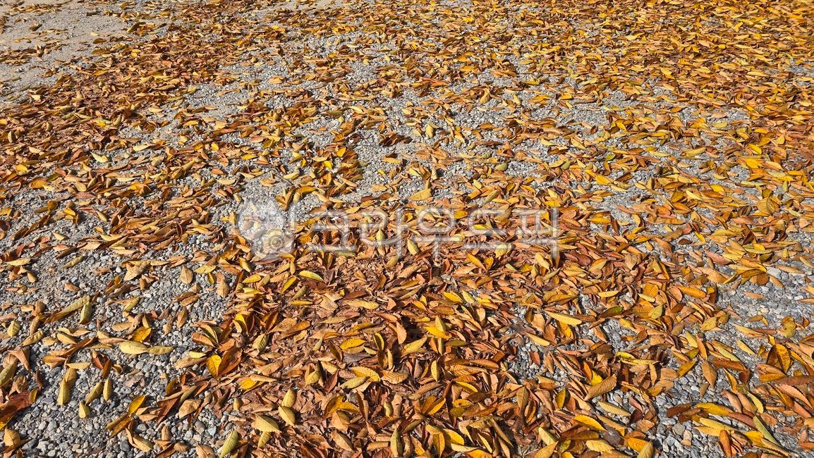 낙엽배경,가을바닥,노란낙엽,갈색낙엽,자연텍스처,계절변화,가을느낌,따듯한가을,낙엽패턴