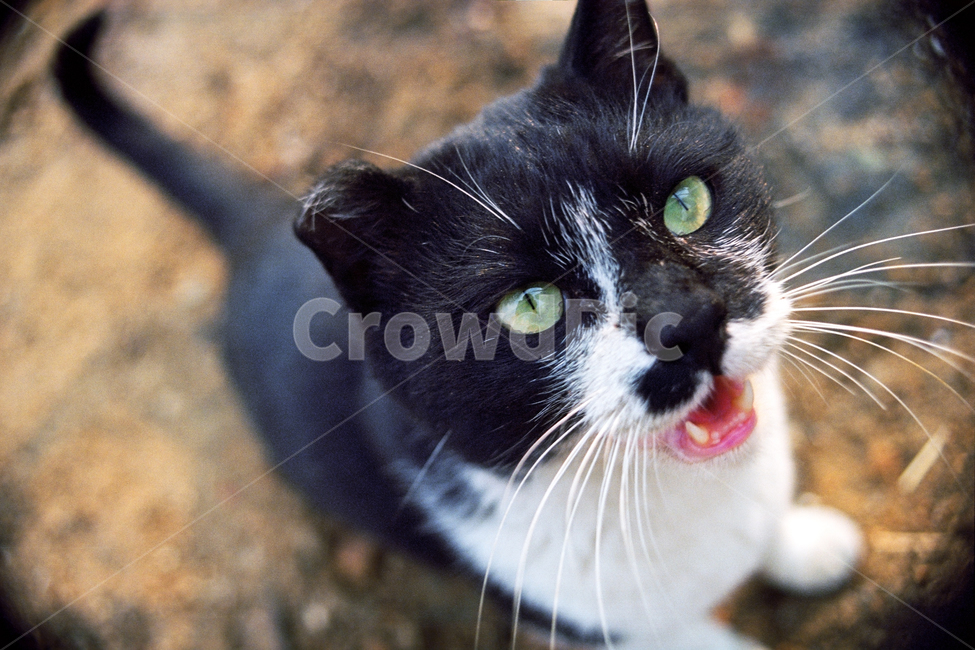 Meow,Film feel,film,film sensibility,film photography,Pets,pet cat,stray cat,wanderer,mammal,cat,animal,pet