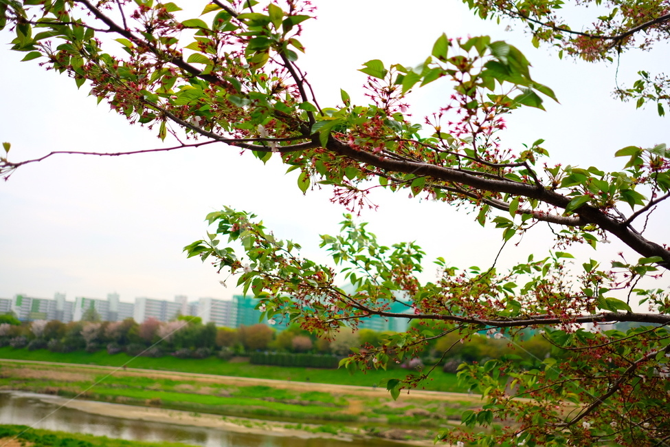 벚꽃,나무,산책,공원,힐링,봄,식물,자연,plants,nature,꽃,flower