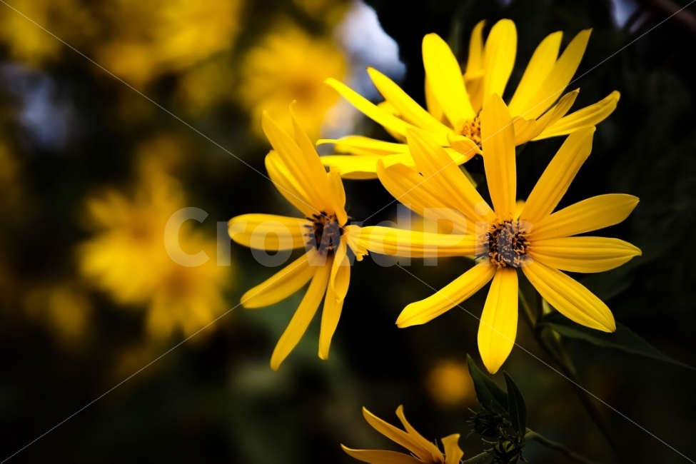 꽃,아웃포커싱,노랑색,밝은빛,어두움,식물,자연,plants,nature,꽃,flower