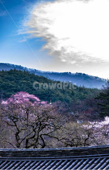 화엄사,숲,나무,하늘,구름,문화유산,사찰,관광지,전통건축물,기와,지붕,벚꽃,봄,식물,plant