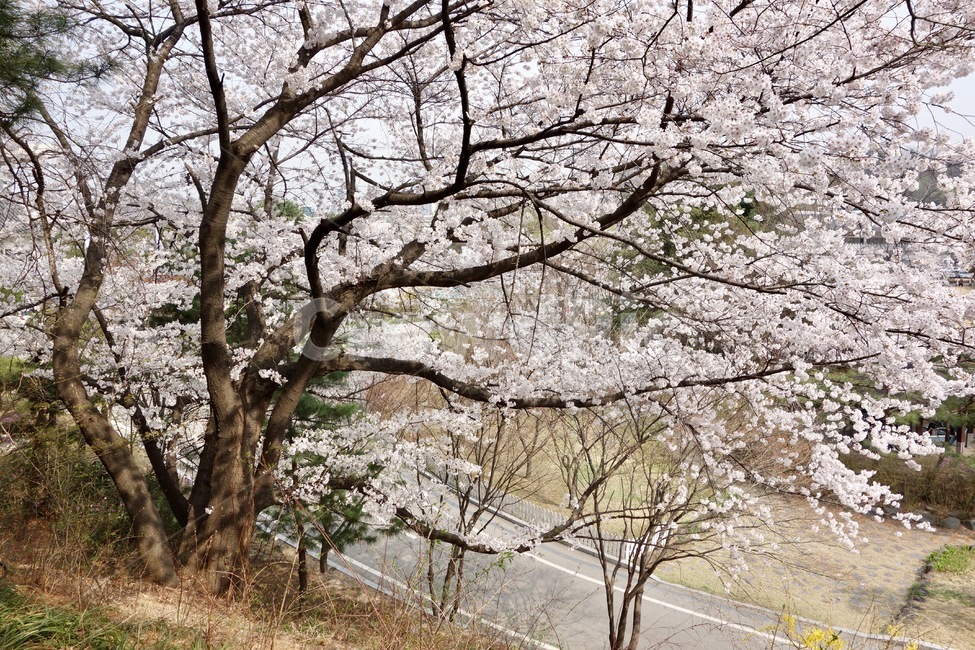 벚꽃,벚꽃가지,벚꽃나무,꽃놀이,봄,꽃,꽃잎,감성,설레임,청순,식물,plant,blossom,flower,cherryblossom,spring,현충원