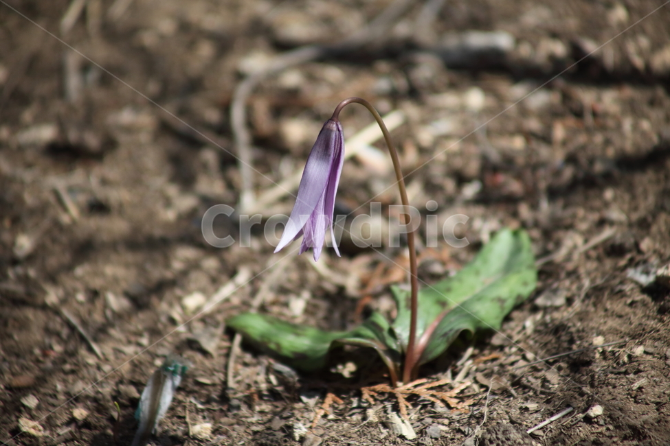 엘레지,엘리지,꽃,봄,erythroniumjaponicum