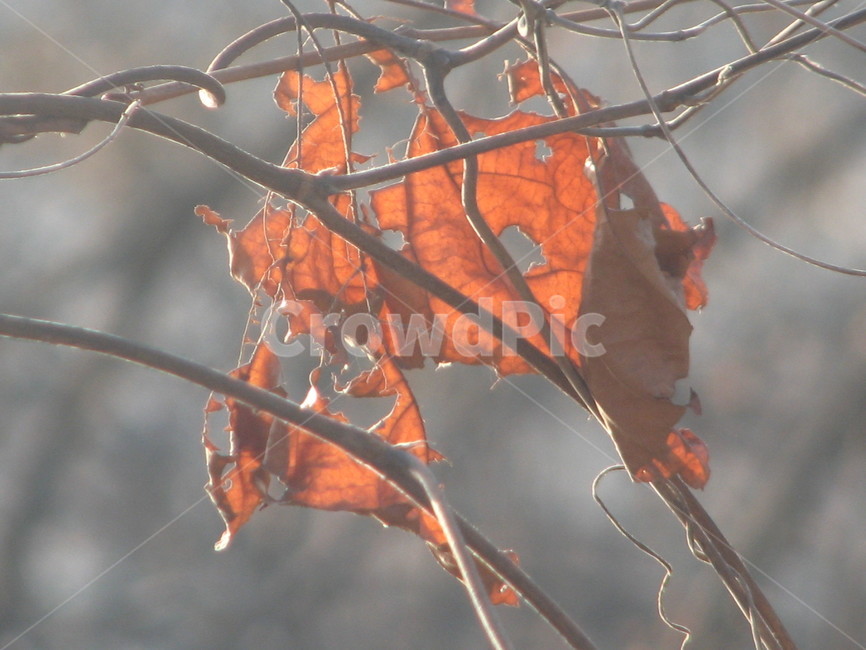 잎,식물,leaf,plant,나뭇잎