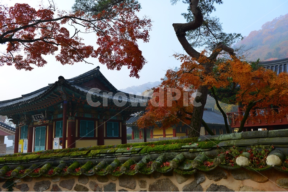 전남,장성,백양사,백양사가을,추색,가을,단풍,단풍잎,계절,treetrunk,나무줄기,nature,자연,outdoors,scenery,풍경,landscape,경치,plant,식물,leaf,잎,tree,나무,maple,돌담,기와,가을,계절,fall,autumn,season