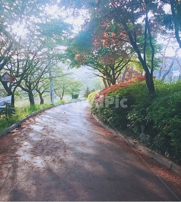 길,자연,나무,풍경,환경,시골,가로수,자연,풍경,nature,landscape,garden,정원,outdoors,옥외