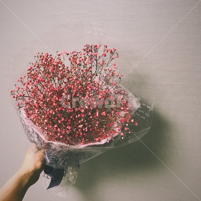 안개꽃,꽃다발,꽃,분홍안개꽃,flower,식물,자연,plants,nature,꽃,flower,기념일,축하,anniversary,congratulation,celebrate,celebration