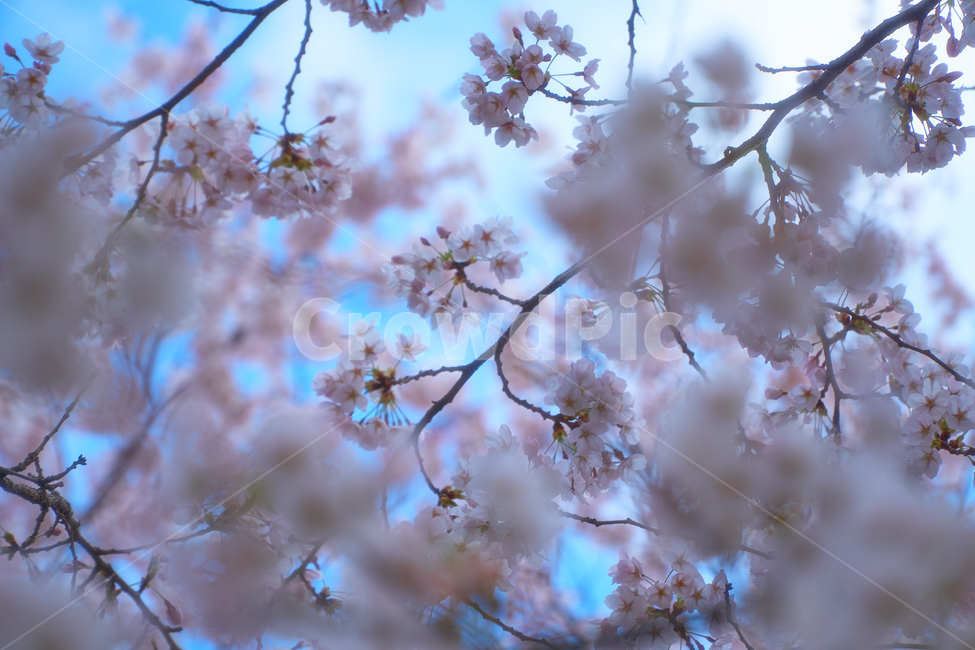봄,봄날,벚꽃,꽃,나무,감성,분홍,자연,숲속,계절,한국,선유도,봄,계절,spring,season,plant,식물,flower,blossom