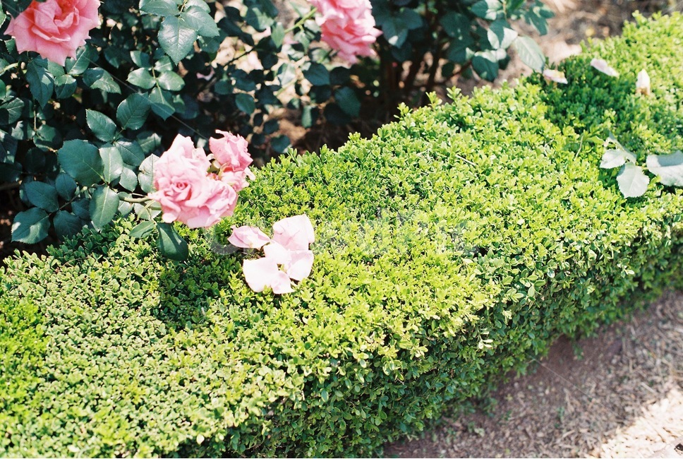 장미,꽃,장미꽃,rose,flower,봄,계절,spring,season,식물,자연,plants,nature,꽃,flower,감성,sensible,feeling,휴식,힐링,rest,relaxation,healing,plant