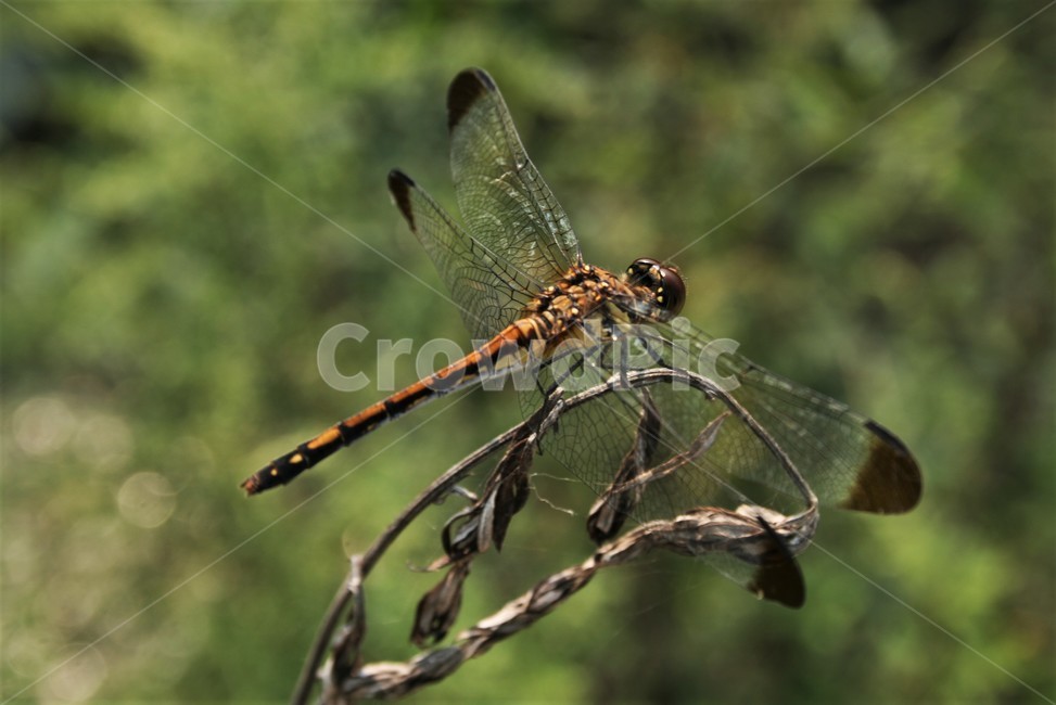 깃동잠자리,잠자리과,수서곤충,잠자리,곤충,동물,동물,animal,곤충,벌레,insect,bug