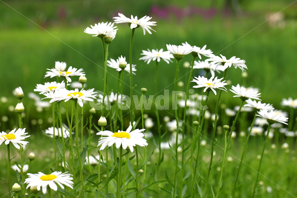 꽃,식물,풍경,가을꽃,계절,식물,자연,plants,nature,꽃,flower