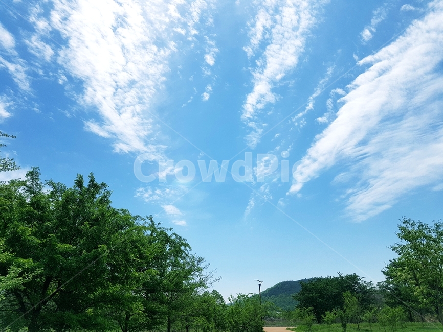 하늘,구름,나무,봄,여름,자연,nature
