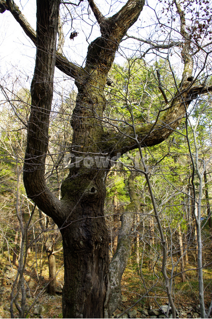 나무,식물,plant,wood,나뭇가지,식물,자연,plants,nature,나무,trees,wood