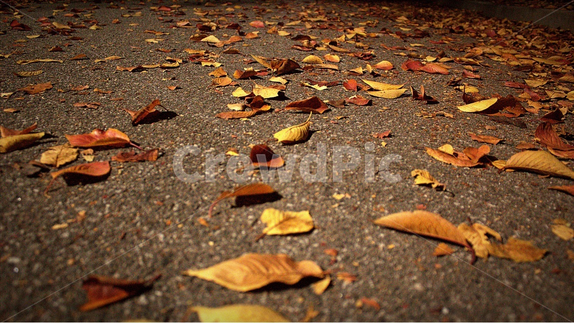 산책,거리,낙엽,동락공원,나뭇잎,가을,계절,fall,autumn,season,식물,자연,plants,nature,leaf,잎,plant,ground,바닥