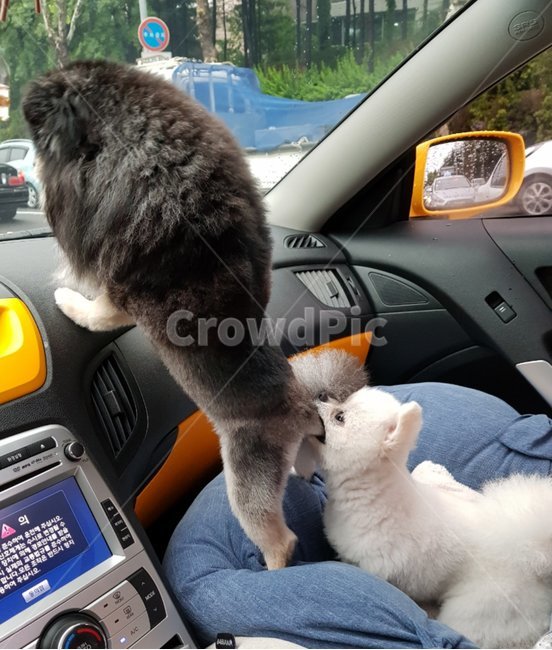 puppy,White Pomeranian,Pomeranian grooming,pomeranian,Black Tan Pomeranian,dog