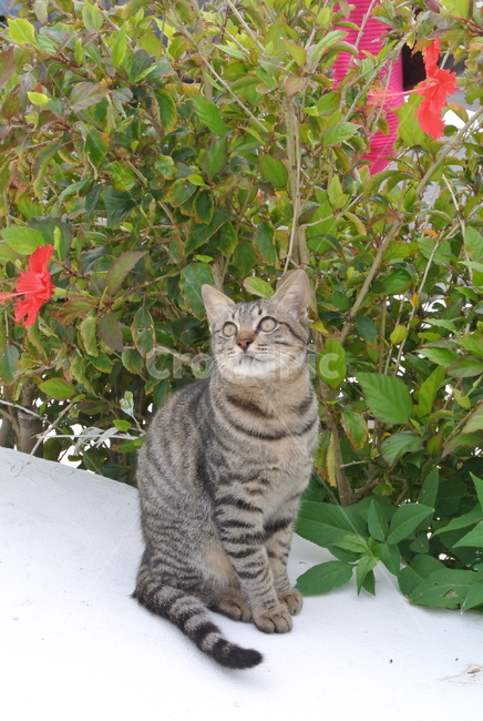 고양이,고양이앉은모습,고양이반측면,앉은고양이,cat