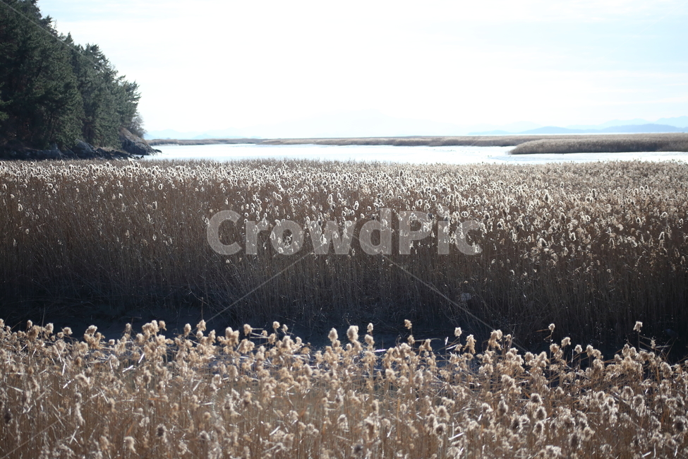 식물,풀,잡초,갈대,commonreed,순천만습지,가을,계절,fall,autumn,season,자연,풍경,nature,landscape,grass,잔디,plant,lawn