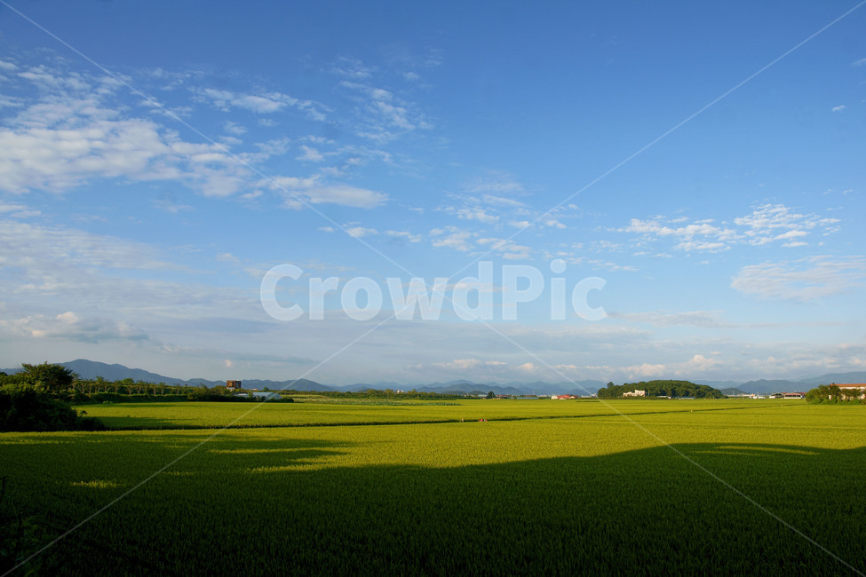 하늘,저수지,벼,그림자,풍경,자연,풍경,nature,landscape,field,들,grassland,목초지,outdoors,옥외