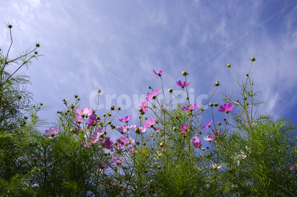 코스모스,하늘,꽃,flower,plant,식물,가을,계절,fall,autumn,season,식물,자연,plants,nature,꽃,flower
