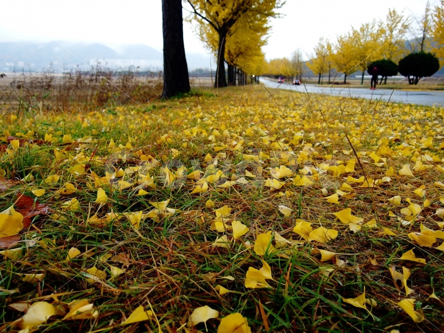 가을,단풍,낙옆,노랑,경주,단풍명소,경주여행,낭만포토,감성사진,길,도로,FALL,AUTUMN,단풍구경,커플여행,11월,감성여행,여행,통일전,사진찍기좋은곳,은행잎,은행나무,가로수,사진명소,가을,계절,fall,autumn,season,ground,바닥,leaf,잎,plant,식물,tree,나무