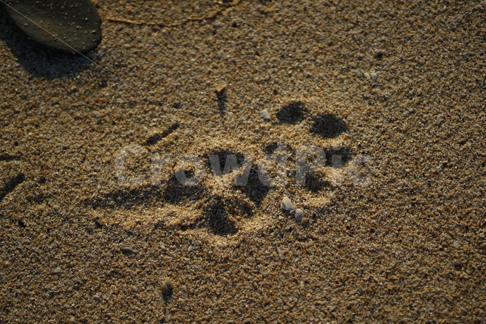 sand,Beach,footprint,ocean,development floor