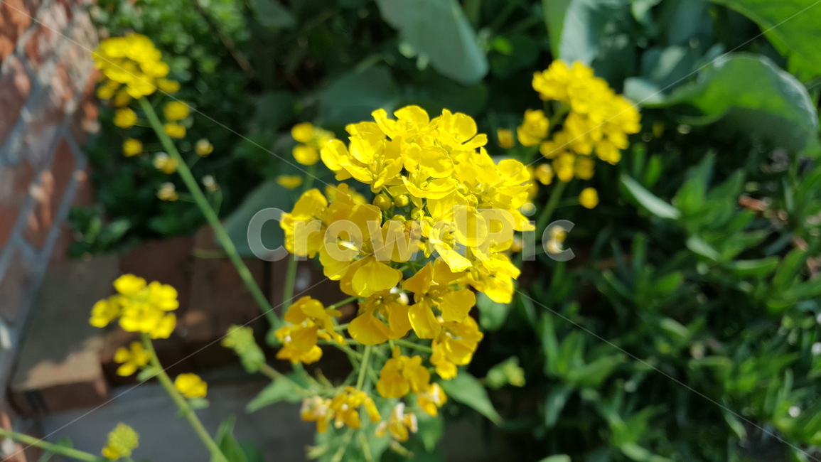 유채꽃,꽃,식물,plant,flower