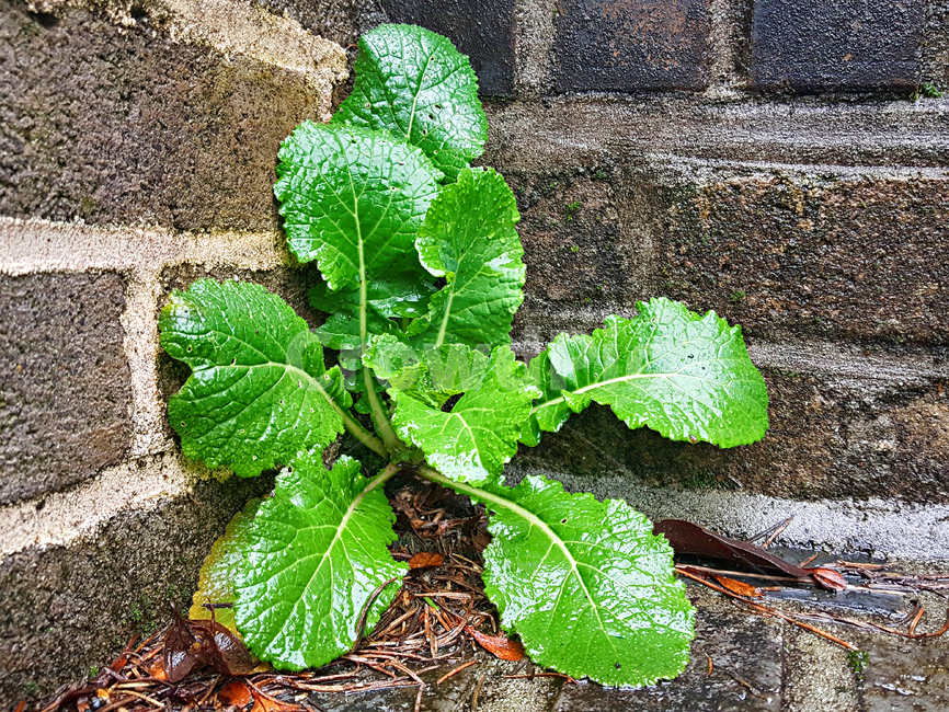 빗방울,잎,plant,식물,leaf