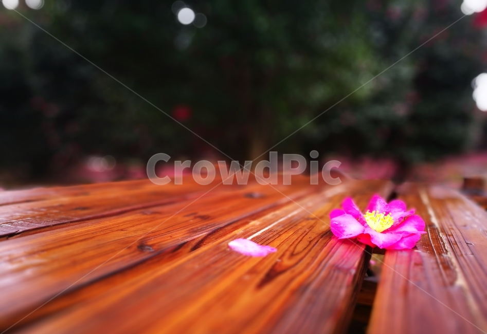 제주,동백,위미리,겨울,여행,감성사진,비,카멜리아,식물,자연,plants,nature,꽃,flower