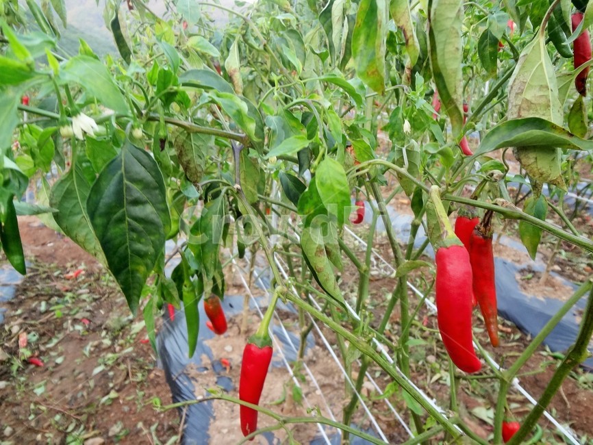 농촌,고추,고추농사,농촌생활,농촌풍경,귀농,귀촌,채소,고추밭,채소,야채,vegetables,산업,industry,industrial,농업,농사,agriculture,farming,farming industry