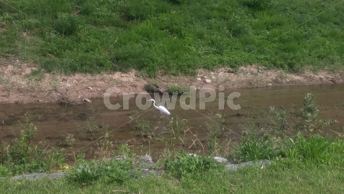 egret,백로,물새,bird,동물,animal,물가,하천,강,자연,철새,동물,animal,조류,새,birds