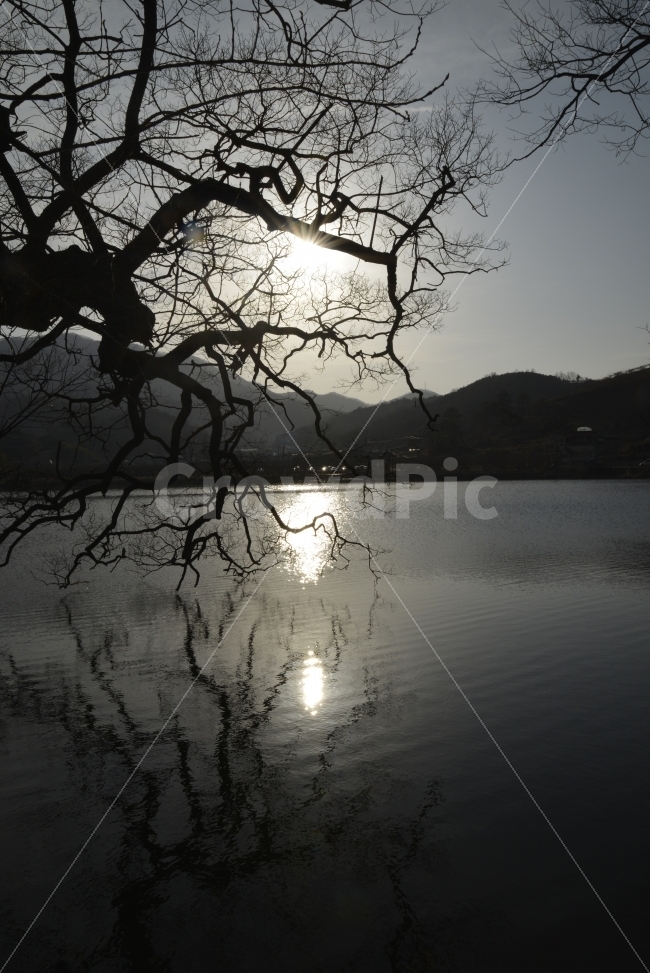 반곡지,나무,물,그림자,저수지,자연,풍경,nature,landscape,실루엣,그림자,silhouette,shadow,water,outdoors,옥외