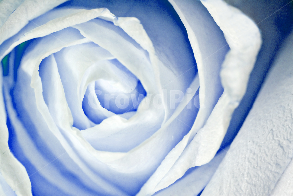 꽃,텍스쳐,텍스타일,스킨,자연,식물,자연,plants,nature,꽃,flower