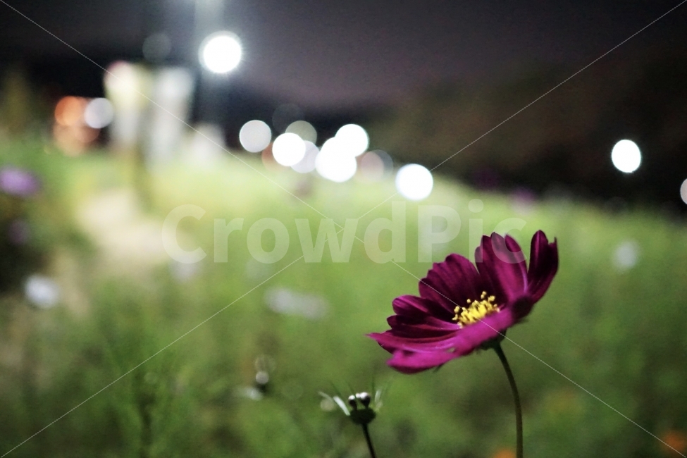 꽃,감성,야경,emotion,아련,가을,계절,fall,autumn,season,야경,밤,풍경,nightscape,night,landscape,식물,자연,plants,nature,꽃,flower,감성,sensible,feeling,plant,pollen,화분