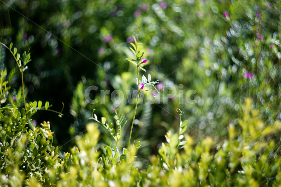 봄,푸른,초록,그린,꽃,작은꽃,새로운,봄날,시작,새싹,출발,봄,계절,spring,season,식물,자연,plants,nature,꽃,flower,plant,vegetation,초목
