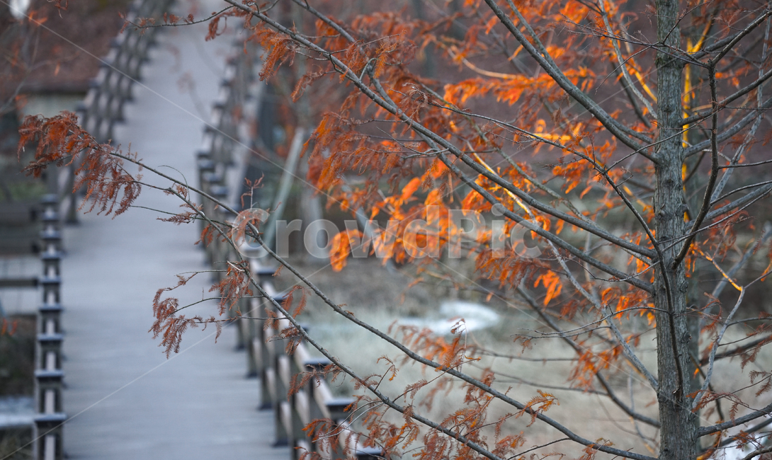 겨울,공원,길,산책로,풍경,계절,감성,데크,다리,leaf,잎,plant,식물,tree,나무